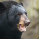 Black bear with open mouth